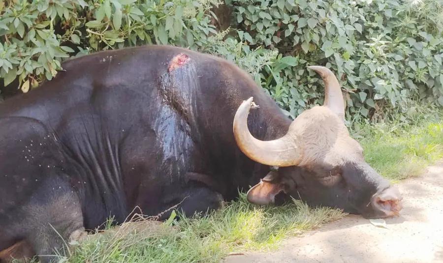 Search Continues for Wild Buffalo After Fatal Attack wild buffalo after fatal attack