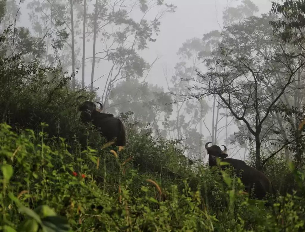 wild buffalo after fatal attack1
