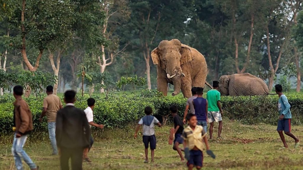 Wildlife Threat Intensifies in Kozhikode Hills wildlife threat intensifies in kozhikode hills