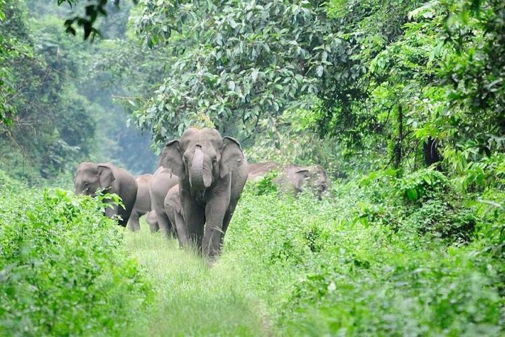 wildlife threat intensifies in kozhikode hills1
