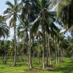 coconut cultivation remains central to kozhikode agriculture