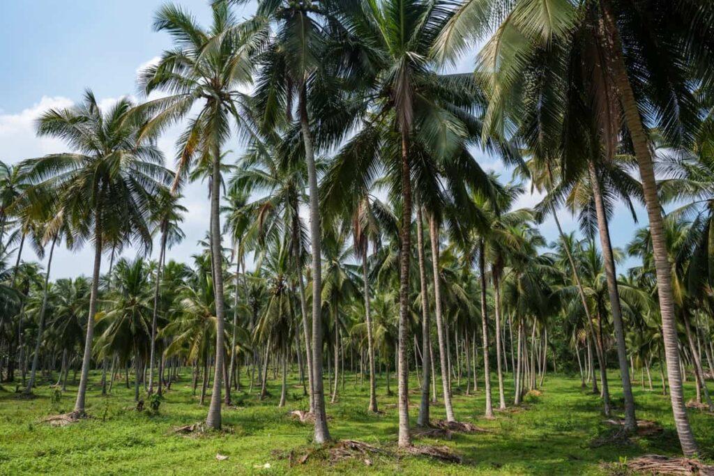 Home Coconut Cultivation Remains Central to Kozhikode Agriculture