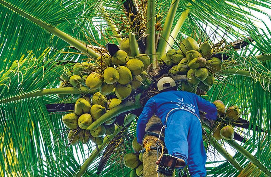 coconut cultivation remains central to kozhikode agriculture1
