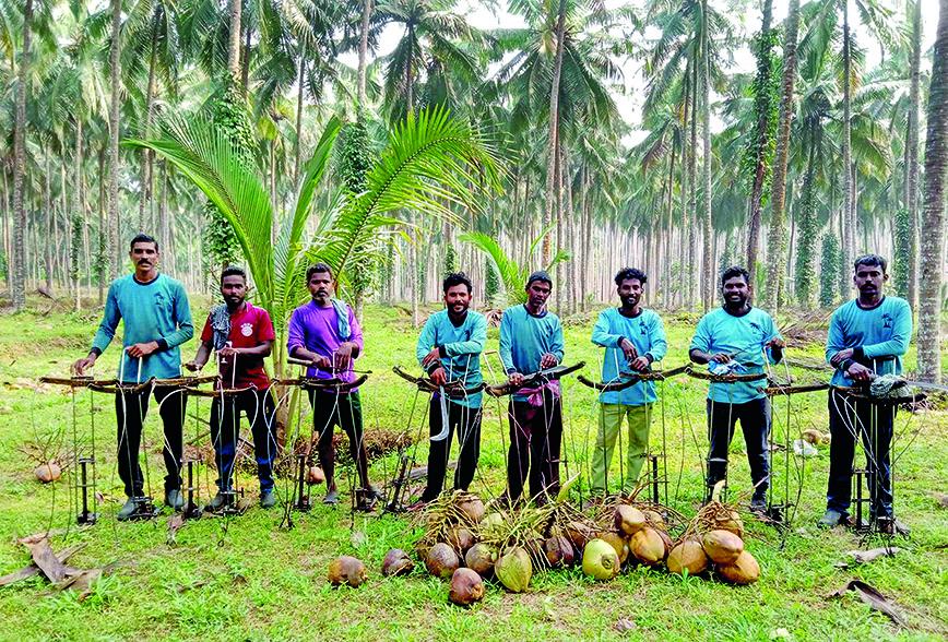 Home Coconut Farmers Look to Stronger Market Demand