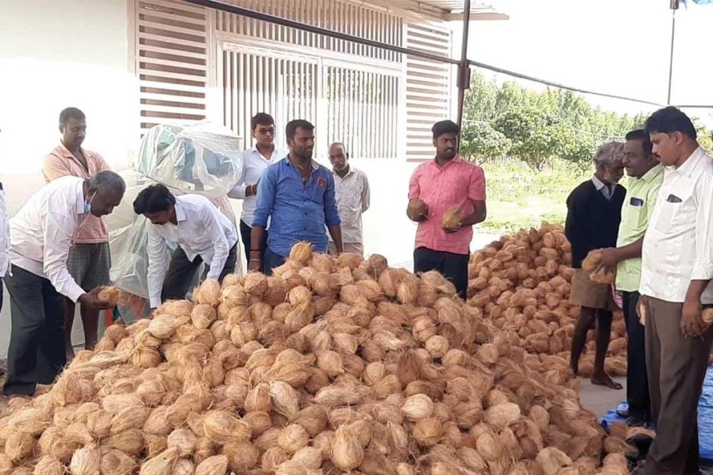 coconut farmers look to stronger market demand1