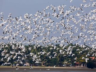Home kadalundi bird sanctuary 1