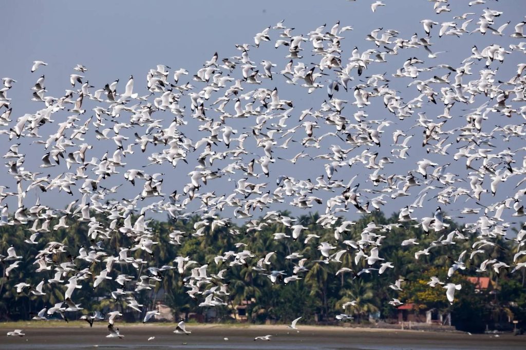 kadalundi bird sanctuary 1