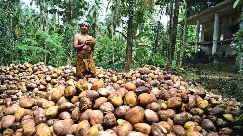 kozhikode coconut farmers benefit from better procurement