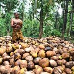 kozhikode coconut farmers benefit from better procurement