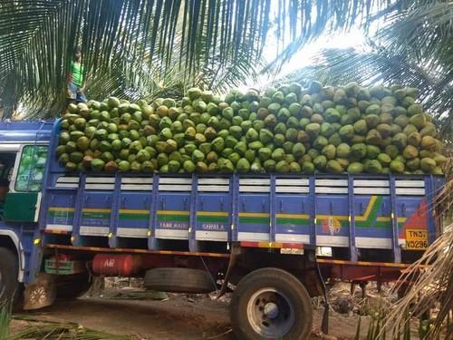 kozhikode coconut farmers benefit from better procurement1