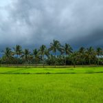 monsoon conditions remain important for kozhikode agriculture