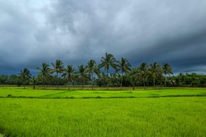 monsoon conditions remain important for kozhikode agriculture