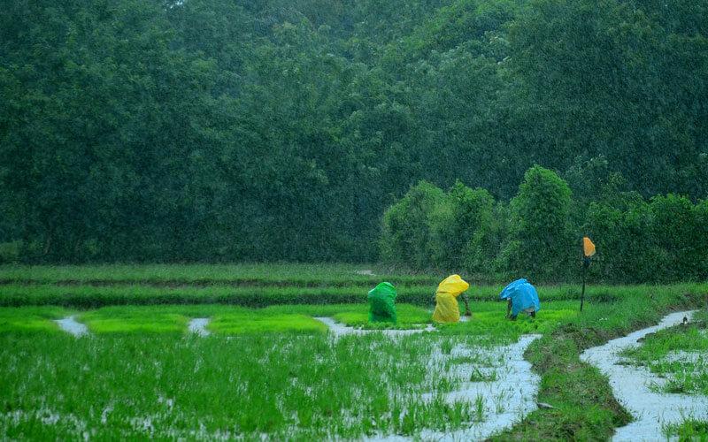 monsoon conditions remain important for kozhikode agriculture1